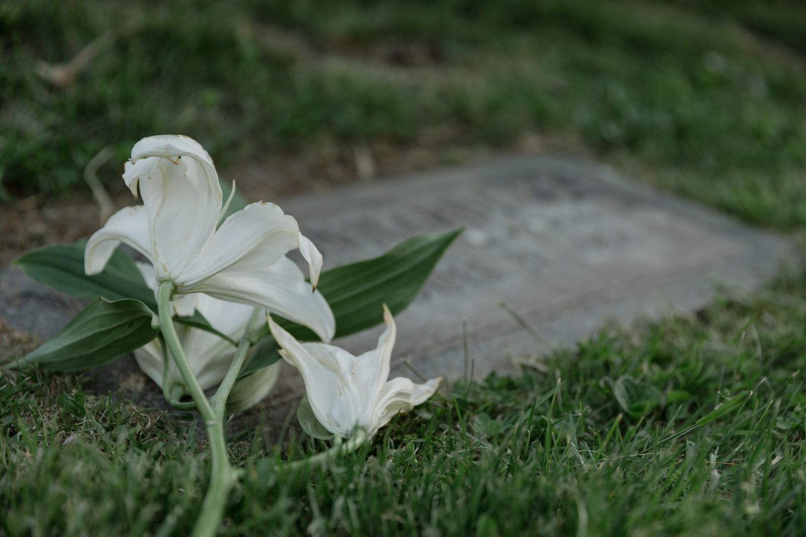 White lilies resting on the grass beside a memorial stone